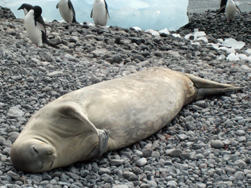 2008-Dec-Antarctica-Ron-03-240