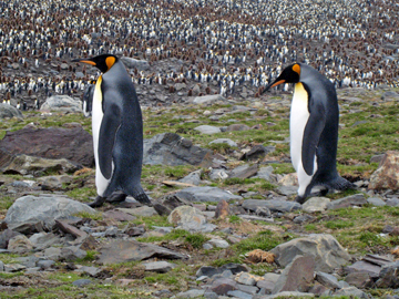 2008-Dec-Antarctica-Ron-485