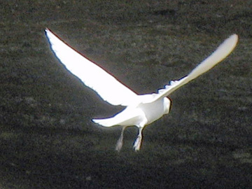 2008-Dec-Antarctica-Ron-485391