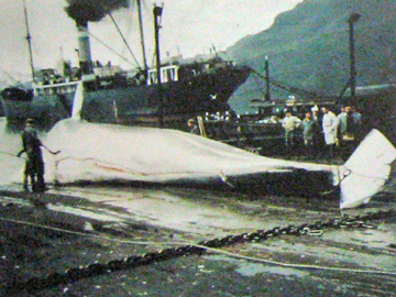 2008-Dec-Antarctica-Ron-547-d