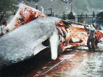 2008-Dec-Antarctica-Ron-548-a