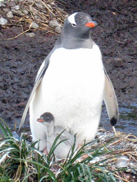 2008-Dec-Antarctica-Ron-578
