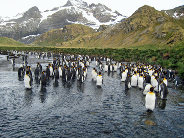 2008-Dec-Antarctica-Ron-590