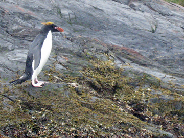 2008-Dec-Antarctica-Ron-627