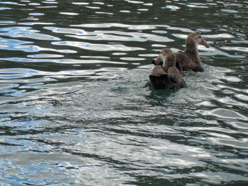 2008-Dec-Antarctica-Ron-659