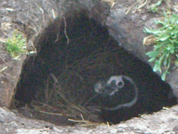 2008-Dec-Malvinas-CarcassIsland-Pete-08