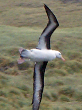 2008-Dec-Malvinas-WestPointIsland-Pete-16a