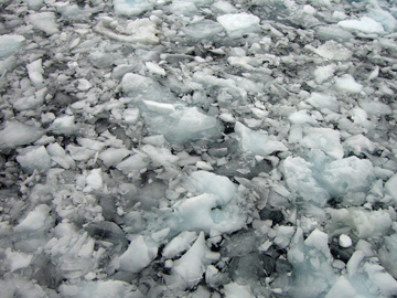 2008-Dec-OpenWaterAnimalsOnIce-Pete-04