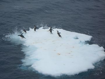 2008-Dec-OpenWaterAnimalsOnIce-Pete-26