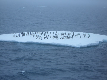 2008-Dec-OpenWaterAnimalsOnIce-Pete-30