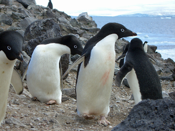 2008-Dec-PauletIsland-Pete-045