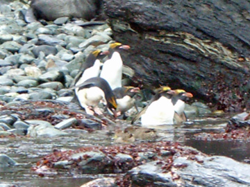 2008-Dec-SouthGeorgia-CooperBay-Drygalaski Fjord-Pete-24