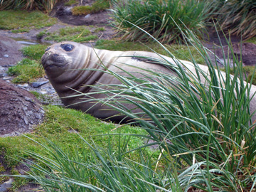 2008-Dec-SouthGeorgia-FortunaBay-Pete-09