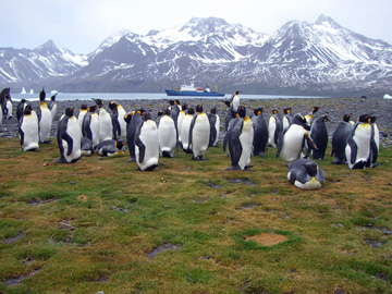 2008-Dec-SouthGeorgia-FortunaBay-Pete-13