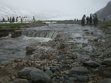 2008-Dec-SouthGeorgia-FortunaBay-Pete-23