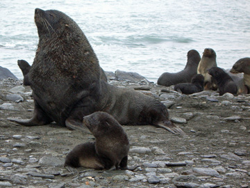 2008-Dec-SouthGeorgia-FortunaBay-Pete-34