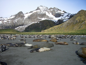 2008-Dec-SouthGeorgia-GoldHarbour-Pete-09
