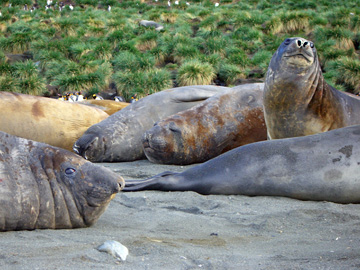 2008-Dec-SouthGeorgia-GoldHarbour-Pete-13