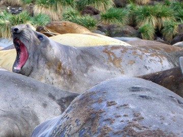 2008-Dec-SouthGeorgia-GoldHarbour-Pete-16