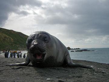 2008-Dec-SouthGeorgia-GoldHarbour-Pete-70