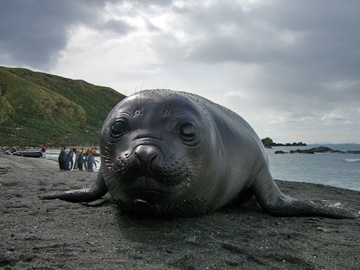 2008-Dec-SouthGeorgia-GoldHarbour-Pete-71