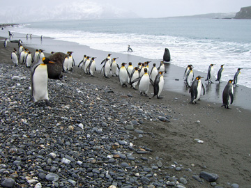 2008-Dec-SouthGeorgia-SalisburyPlain-Pete-04