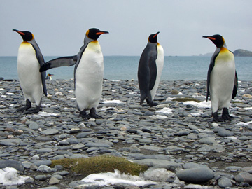 2008-Dec-SouthGeorgia-SalisburyPlain-Pete-10