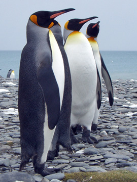 2008-Dec-SouthGeorgia-SalisburyPlain-Pete-12