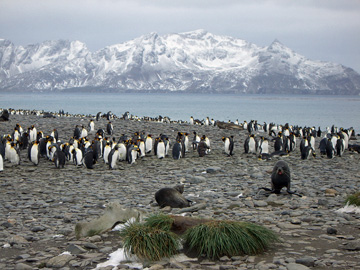 2008-Dec-SouthGeorgia-SalisburyPlain-Pete-20
