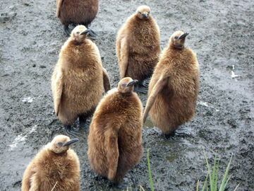 2008-Dec-SouthGeorgia-SalisburyPlain-Pete-40