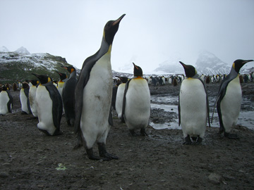 2008-Dec-SouthGeorgia-SalisburyPlain-Pete-50