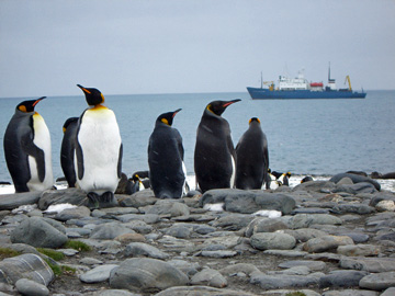 2008-Dec-SouthGeorgia-SalisburyPlain-Pete-52
