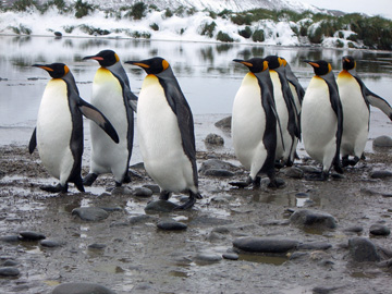 2008-Dec-SouthGeorgia-SalisburyPlain-Pete-54