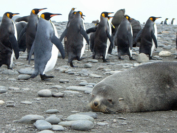2008-Dec-SouthGeorgia-SalisburyPlain-Pete-68