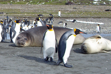 2008-Dec-SouthGeorgia-StAndrewsBay-Pete-001