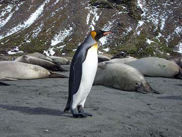 2008-Dec-SouthGeorgia-StAndrewsBay-Pete-008