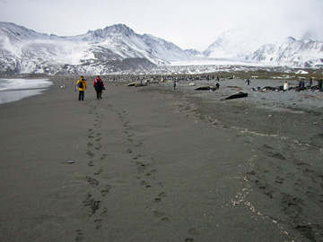 2008-Dec-SouthGeorgia-StAndrewsBay-Pete-017