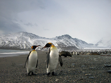 2008-Dec-SouthGeorgia-StAndrewsBay-Pete-022