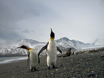 2008-Dec-SouthGeorgia-StAndrewsBay-Pete-024