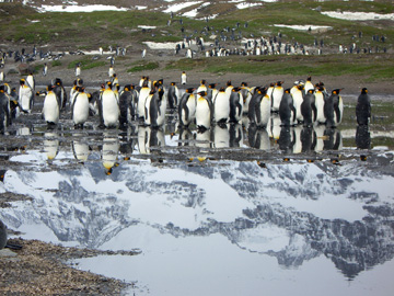 2008-Dec-SouthGeorgia-StAndrewsBay-Pete-030