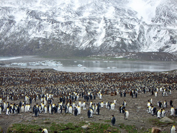 2008-Dec-SouthGeorgia-StAndrewsBay-Pete-043