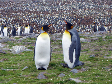 2008-Dec-SouthGeorgia-StAndrewsBay-Pete-074