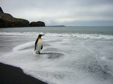 2008-Dec-SouthGeorgia-StAndrewsBay-Pete-107