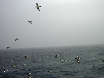 2008-Dec-SouthOrkney-Pete-016