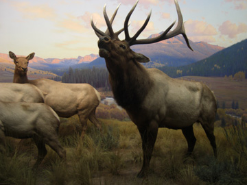 newyork-2009-pej-409