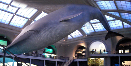 newyork-2009-pej-413-spliced