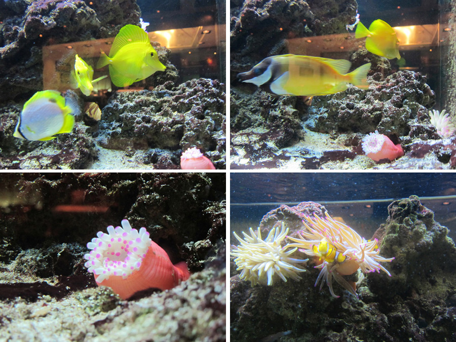 Aruba-2010-chapter5-20