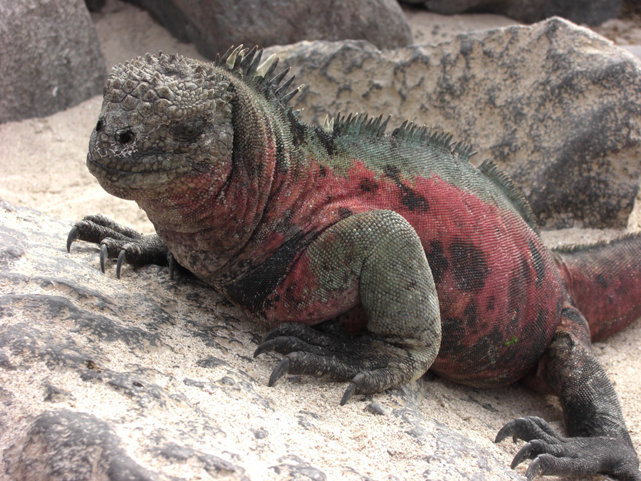 Galapagos-chpt-11-03