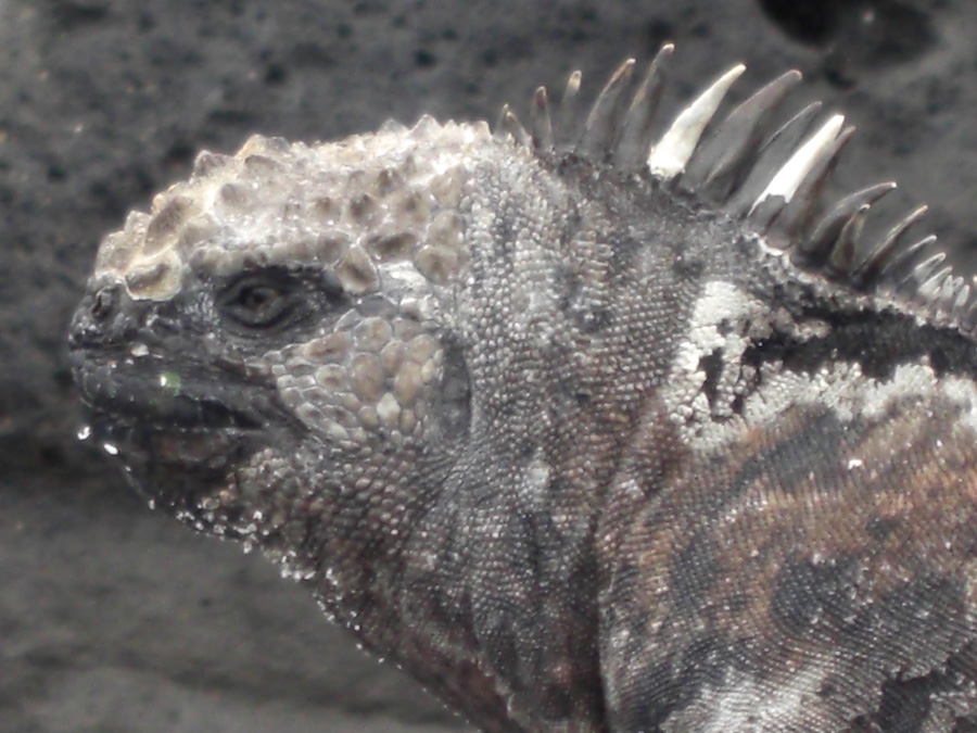 Galapagos-chpt-11-04