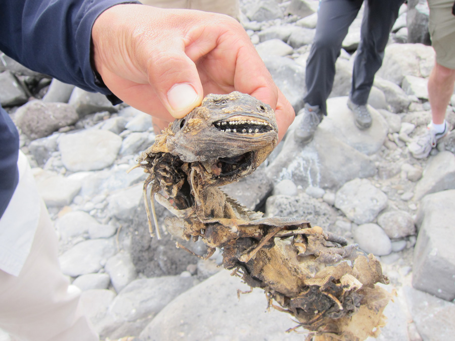 Galapagos-chpt-11-06